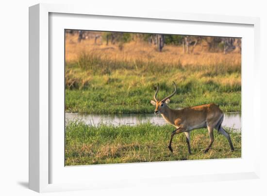 Botswana. Okavango Delta. Khwai Concession. Red Lechwe-Inger Hogstrom-Framed Photographic Print