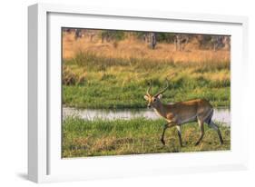 Botswana. Okavango Delta. Khwai Concession. Red Lechwe-Inger Hogstrom-Framed Photographic Print