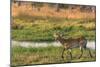 Botswana. Okavango Delta. Khwai Concession. Red Lechwe-Inger Hogstrom-Mounted Photographic Print