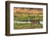 Botswana. Okavango Delta. Khwai Concession. Red Lechwe-Inger Hogstrom-Framed Photographic Print