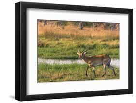 Botswana. Okavango Delta. Khwai Concession. Red Lechwe-Inger Hogstrom-Framed Photographic Print