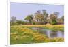 Botswana. Okavango Delta. Khwai Concession. Riparian Forest-Inger Hogstrom-Framed Premium Photographic Print