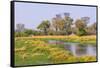 Botswana. Okavango Delta. Khwai Concession. Riparian Forest-Inger Hogstrom-Framed Stretched Canvas