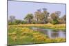 Botswana. Okavango Delta. Khwai Concession. Riparian Forest-Inger Hogstrom-Mounted Photographic Print