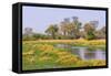 Botswana. Okavango Delta. Khwai Concession. Riparian Forest-Inger Hogstrom-Framed Stretched Canvas