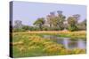 Botswana. Okavango Delta. Khwai Concession. Riparian Forest-Inger Hogstrom-Stretched Canvas