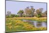 Botswana. Okavango Delta. Khwai Concession. Riparian Forest-Inger Hogstrom-Mounted Photographic Print