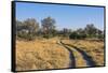 Botswana. Okavango Delta. Khwai Concession. Safari Vehicle Tracks Snake Though the Bush-Inger Hogstrom-Framed Stretched Canvas