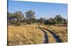 Botswana. Okavango Delta. Khwai Concession. Safari Vehicle Tracks Snake Though the Bush-Inger Hogstrom-Stretched Canvas