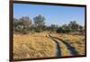 Botswana. Okavango Delta. Khwai Concession. Safari Vehicle Tracks Snake Though the Bush-Inger Hogstrom-Framed Photographic Print