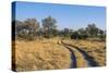 Botswana. Okavango Delta. Khwai Concession. Safari Vehicle Tracks Snake Though the Bush-Inger Hogstrom-Stretched Canvas