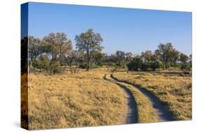 Botswana. Okavango Delta. Khwai Concession. Safari Vehicle Tracks Snake Though the Bush-Inger Hogstrom-Stretched Canvas