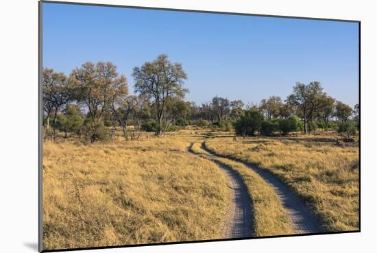Botswana. Okavango Delta. Khwai Concession. Safari Vehicle Tracks Snake Though the Bush-Inger Hogstrom-Mounted Photographic Print
