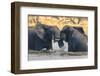 Botswana. Okavango Delta. Khwai Concession. Two Young Male Elephants Playing in the Water-Inger Hogstrom-Framed Photographic Print