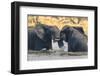 Botswana. Okavango Delta. Khwai Concession. Two Young Male Elephants Playing in the Water-Inger Hogstrom-Framed Photographic Print