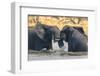 Botswana. Okavango Delta. Khwai Concession. Two Young Male Elephants Playing in the Water-Inger Hogstrom-Framed Photographic Print
