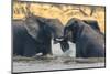 Botswana. Okavango Delta. Khwai Concession. Two Young Male Elephants Playing in the Water-Inger Hogstrom-Mounted Photographic Print