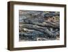 Botswana. Okavango Delta. Khwai Concession. Young Female Leopard Resting under a Log-Inger Hogstrom-Framed Photographic Print