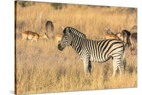 Botswana. Okavango Delta. Khwai Concession-Inger Hogstrom-Stretched Canvas