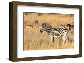 Botswana. Okavango Delta. Khwai Concession-Inger Hogstrom-Framed Photographic Print