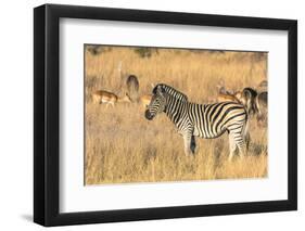 Botswana. Okavango Delta. Khwai Concession-Inger Hogstrom-Framed Photographic Print