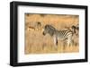 Botswana. Okavango Delta. Khwai Concession-Inger Hogstrom-Framed Photographic Print