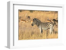 Botswana. Okavango Delta. Khwai Concession-Inger Hogstrom-Framed Photographic Print