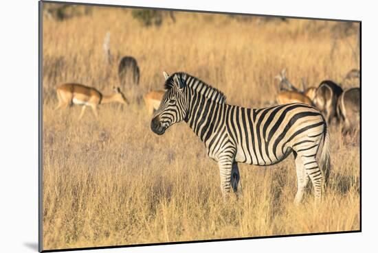 Botswana. Okavango Delta. Khwai Concession-Inger Hogstrom-Mounted Photographic Print