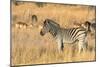 Botswana. Okavango Delta. Khwai Concession-Inger Hogstrom-Mounted Photographic Print