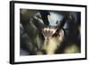 Botswana, Spotted Eagle Owl, Bubo Africanus, Close Up-Stuart Westmorland-Framed Photographic Print