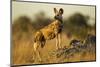 Botswana, Wild Dog Standing in Tall Grass in Okavango Delta-Paul Souders-Mounted Photographic Print