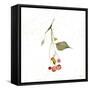 Botticelli Plants III-Kristy Rice-Framed Stretched Canvas