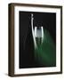 Bottle and Glass of Sparkling Wine in Green Light-null-Framed Photographic Print