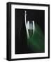 Bottle and Glass of Sparkling Wine in Green Light-null-Framed Photographic Print