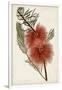 Bottle Brush Flower I-John Miller-Framed Art Print