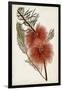 Bottle Brush Flower I-John Miller-Framed Art Print