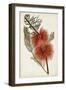 Bottle Brush Flower I-John Miller-Framed Art Print