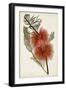 Bottle Brush Flower I-John Miller-Framed Art Print