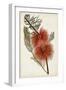 Bottle Brush Flower I-John Miller-Framed Art Print