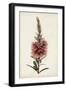 Bottle Brush Flower II-John Miller-Framed Art Print