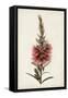 Bottle Brush Flower II-John Miller-Framed Stretched Canvas