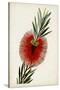 Bottle Brush Flower III-John Miller-Stretched Canvas