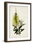 Bottle Brush Flower IV-John Miller-Framed Art Print