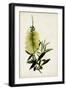 Bottle Brush Flower IV-John Miller-Framed Art Print