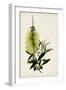 Bottle Brush Flower IV-John Miller-Framed Art Print