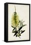 Bottle Brush Flower IV-John Miller-Framed Stretched Canvas