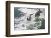 Bottle Nose Dolphin-Lynn M^ Stone-Framed Photographic Print