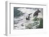 Bottle Nose Dolphin-Lynn M^ Stone-Framed Photographic Print