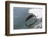 Bottle Nose Dolphin-Lynn M^ Stone-Framed Photographic Print
