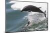 Bottle Nose Dolphin-Lynn M^ Stone-Mounted Photographic Print